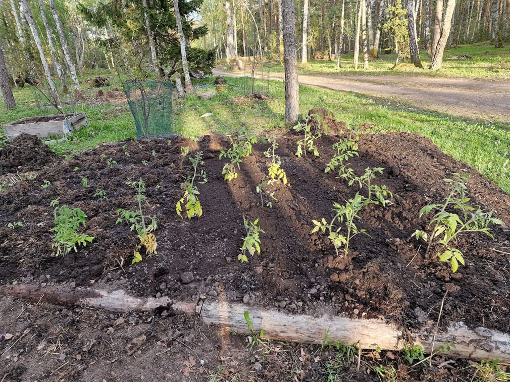 Kasvimaalla kasvaa pieniä tomaatintaimia