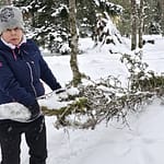 Nainen raahaa havupuuta lumessa