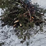 Havuja lumessa ja pieni nuotiotulen alku