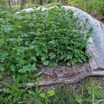 Korkeat perunanvarret kasvavat kohollaan olevan hallaharson edessä