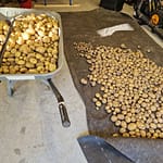 Perunoita kottikärryssä sekä mustan muovin päällä lattialla