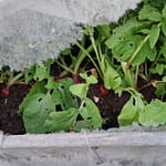 Retiisit kurkistavat revenneen hallaharson alta