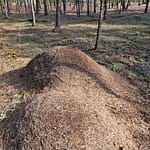 Kaksi suurta muurahaiskekoa peräkkäin toisissaan kiinni