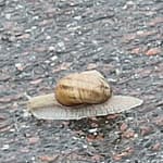 Kotiloetana asfaltilla