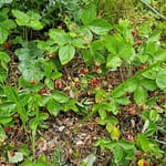 Metsämansikat kypsyvät