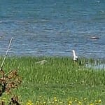isolintu