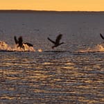 linnut lähtevät lentoon merestä auringon laskiessa