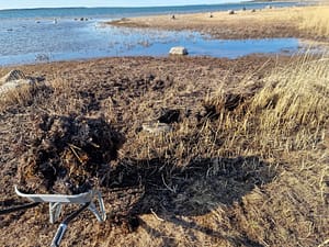 kottikarryssalevvaa Kottikärry meren rannalla täynnä merilevää