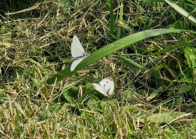 Kaksi valkoista perhosta ruohikossa