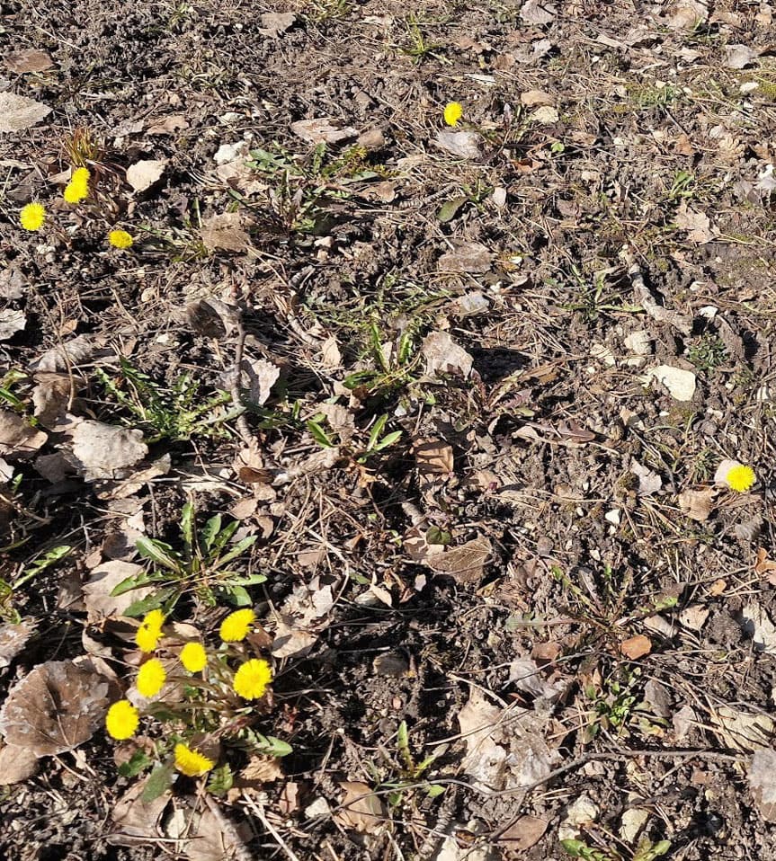 Leskenlehdet kasvavat