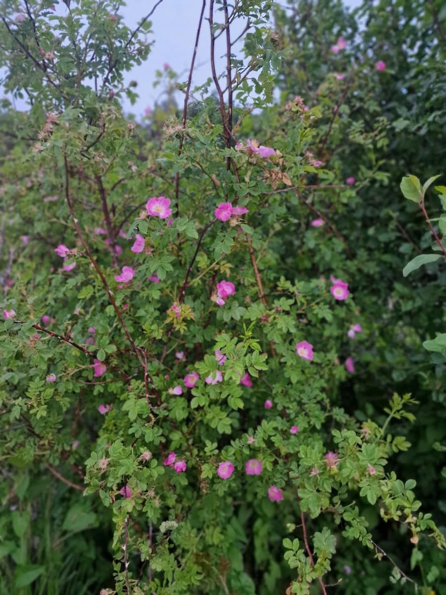 Ruusupensas vaaleanpunaisessa kukassa
